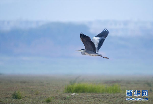 12月13日，苍鹭在江西鄱阳湖都昌湿地上空飞翔。  新华社发（傅建斌 摄）