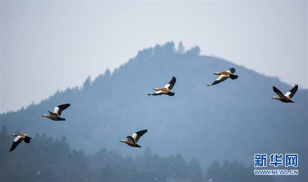 12月13日，赤麻鸭在江西鄱阳湖都昌湿地上空飞翔。  新华社发（傅建斌 摄）