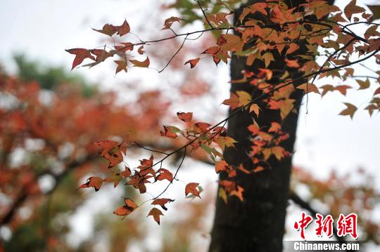 广州石门国家森林公园3000亩红叶迎寒生姿