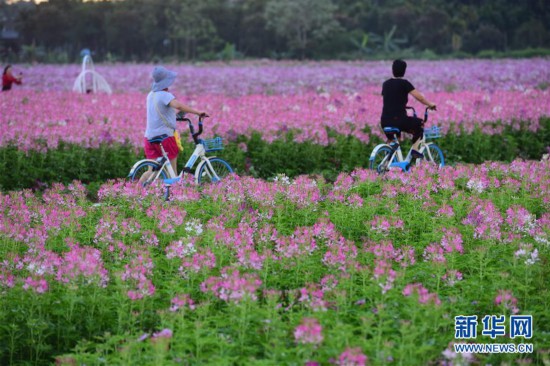 #（社会）（1）海南琼海：花海芬芳引游人