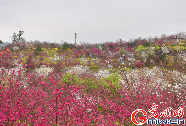 重庆江津石门樱花节启幕 600亩樱花竞相绽放