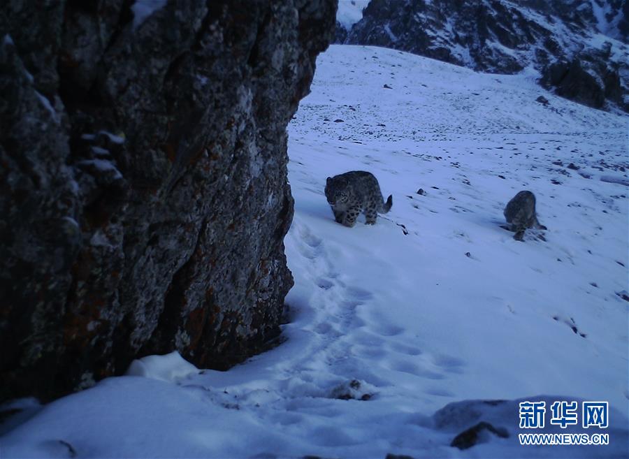 （图文互动）（1）新疆：天山冬季雪豹调查取得阶段性成果