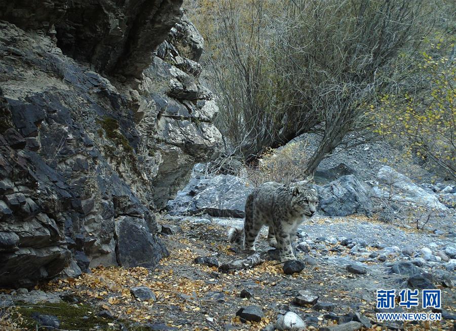 （图文互动）（2）新疆：天山冬季雪豹调查取得阶段性成果