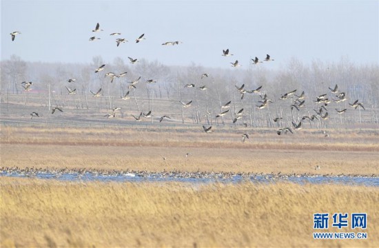 （环境）（1）辽宁康平：候鸟飞临卧龙湖湿地