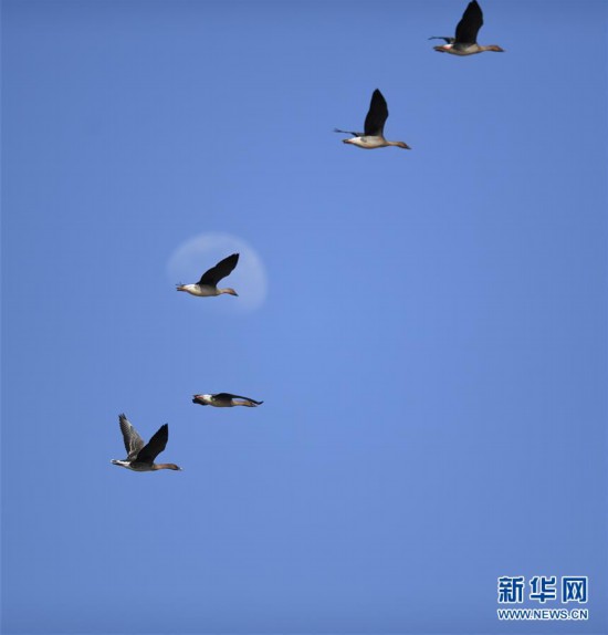 （环境）（2）辽宁康平：候鸟飞临卧龙湖湿地