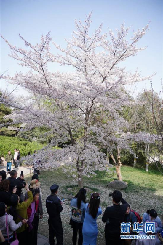 （环境）（2）西安青龙寺 樱花引客来