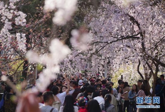 （环境）（4）西安青龙寺 樱花引客来