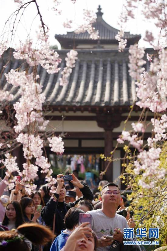 （环境）（3）西安青龙寺 樱花引客来