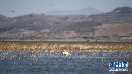 （环境）（6）大天鹅栖息白石水库湿地自然保护区