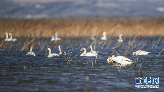（环境）（7）大天鹅栖息白石水库湿地自然保护区