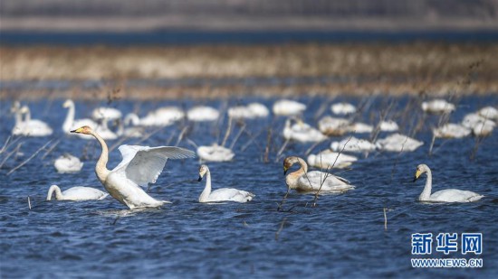 （环境）（5）大天鹅栖息白石水库湿地自然保护区