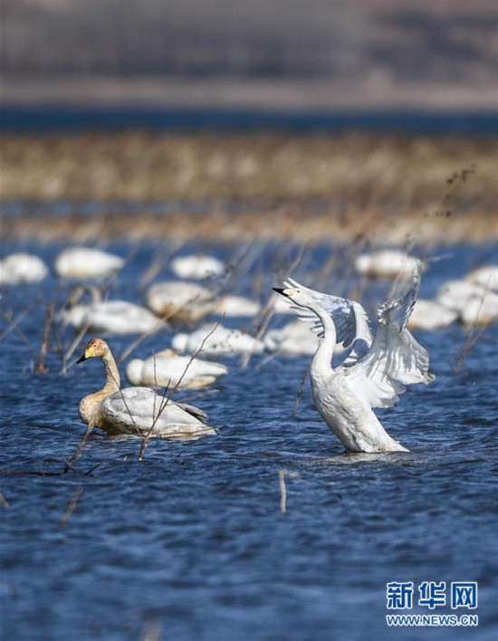 （环境）（2）大天鹅栖息白石水库湿地自然保护区