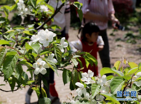 （环境）（4）上海：春光明媚 海棠花开