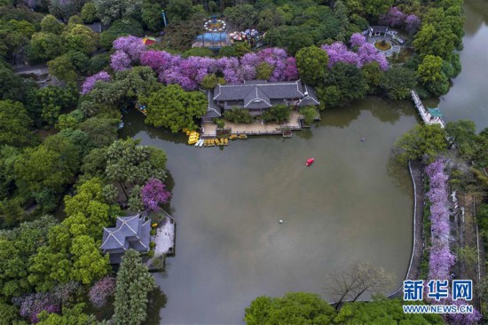 （春季美丽生态）（2）广西柳州：雨后洋紫荆别样美