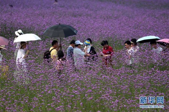 （社会）（1）花开迎客来