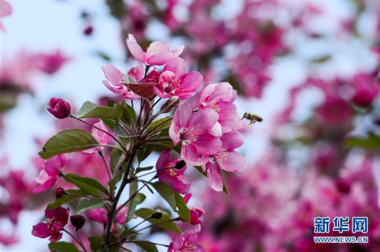 （春季美丽生态）（3）新疆：海棠花开春意浓