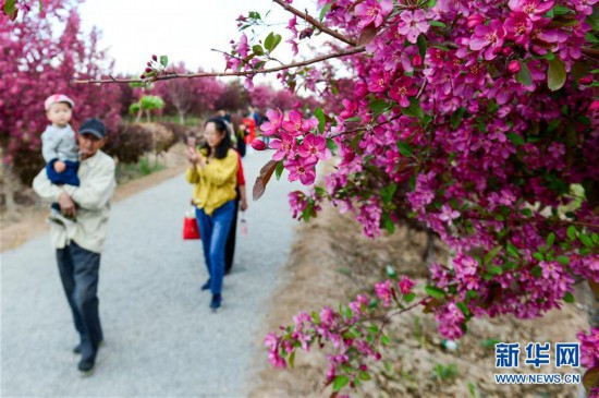 （春季美丽生态）（4）新疆：海棠花开春意浓