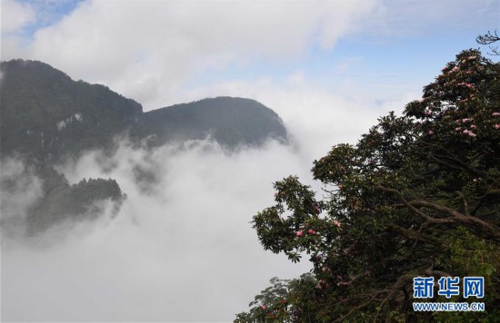 （环境）（4）杜鹃花开峨眉山