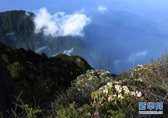 （环境）（2）杜鹃花开峨眉山