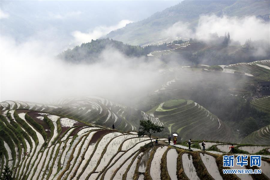 #（美丽中国）（3）广西龙脊：雨后梯田如仙境