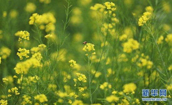 （生态）（2）辽宁沈阳：油菜花开美如画