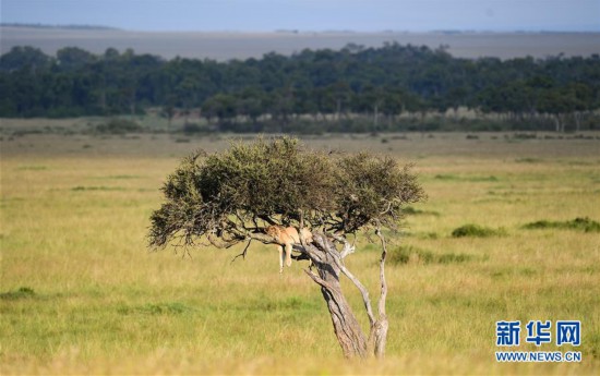 （国际）（2）肯尼亚马赛马拉国家保护区掠影