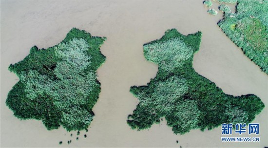（美丽中国）（5）七里海湿地上的画卷
