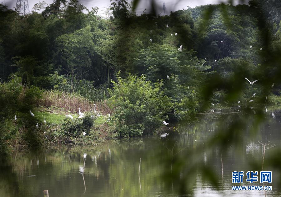 （在习近平新时代中国特色社会主义思想指引下——新时代新作为新篇章）（10）探秘神奇的下渚湖