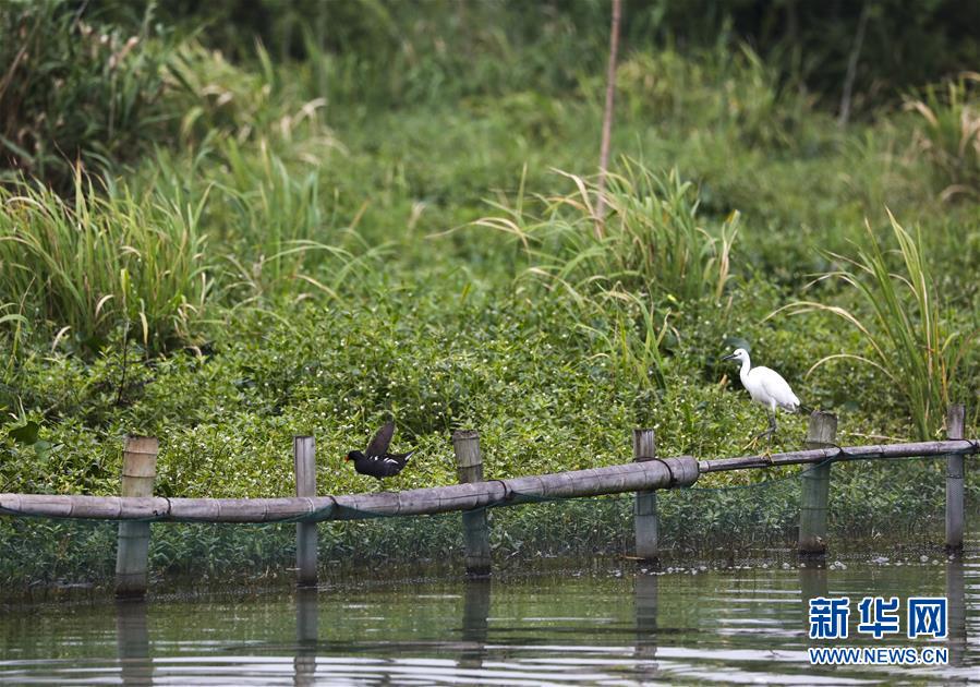 （在习近平新时代中国特色社会主义思想指引下——新时代新作为新篇章）（16）探秘神奇的下渚湖