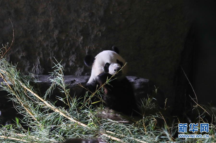 （国际）（5）旅比大熊猫“好好”产下龙凤胎