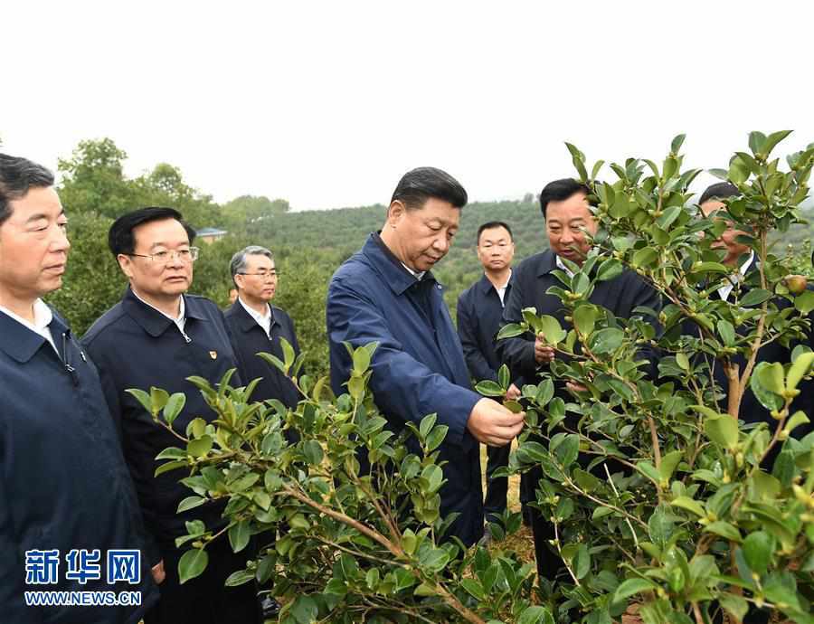 （XHDW）（1）习近平在光山县深入油茶园和农村考察调研