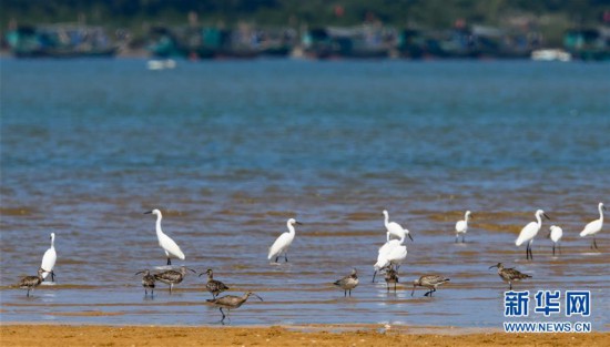 （环境）（6）海南儋州：光村银滩候鸟飞