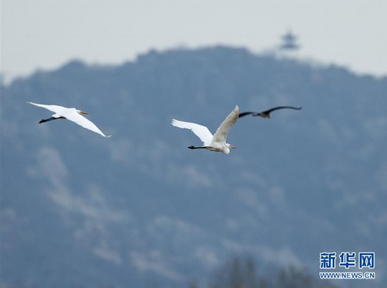 （美丽中国）（4）济南：黄河之滨景色美