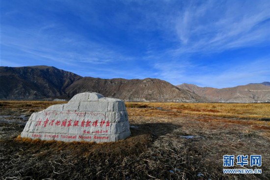 （环境）（2）拉鲁湿地冬韵