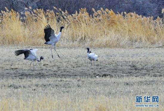 （环境）（3）日喀则：湿地鹤舞