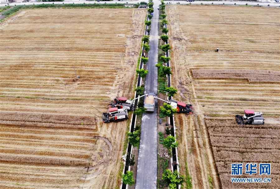 #（关注三夏）（6）全国大规模小麦跨区机收全面展开