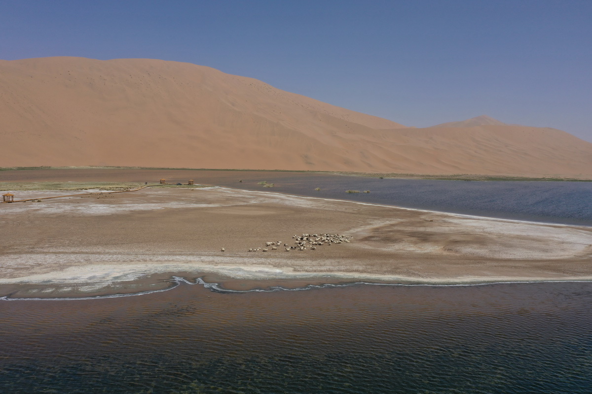 5月31日，羊群在巴丹吉林沙漠音德日图湖湖畔休憩（无人机照片）。