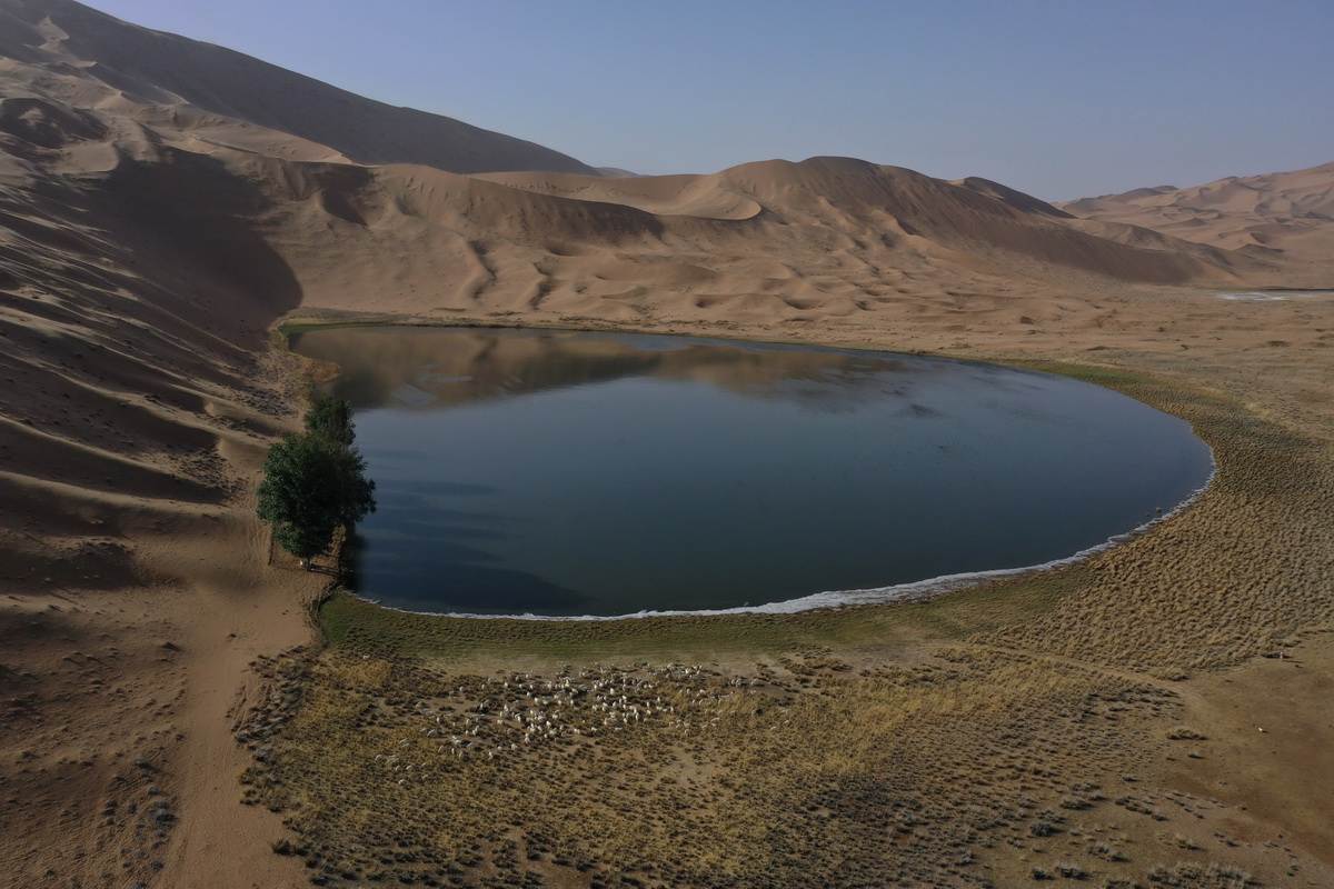 5月30日，羊群在巴丹吉林沙漠一处沙漠湖泊的湖畔休憩（无人机照片）。