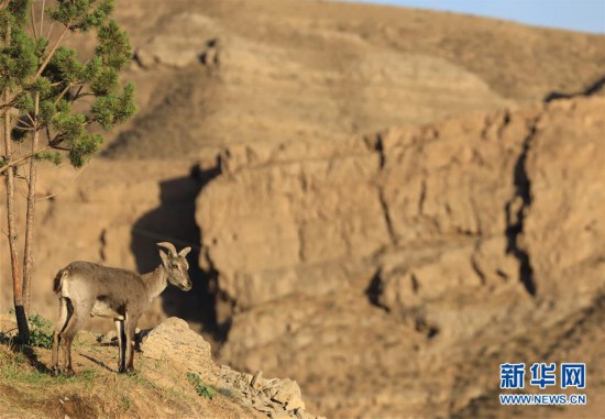 （环境）（4）内蒙古：甘德尔山上的岩壁“精灵”