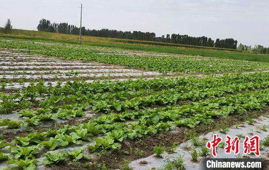 杨佳明去年指导下，蔬菜田间长势喜人。　受访者供图 摄