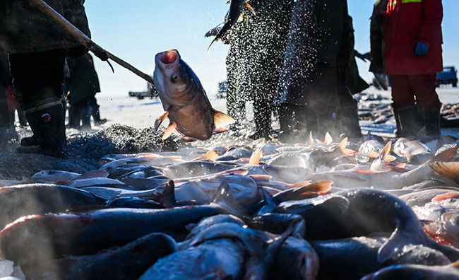 12月26日，渔民从查干湖冰面上的出网点捞出大鱼。