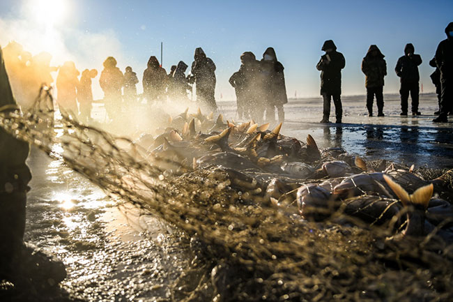 12月26日，游客在查干湖冰面上近距离观看冬捕盛况。