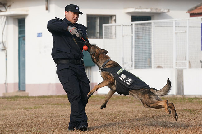 1月12日，训导员梁文龙和警犬“安娜”在训练中。