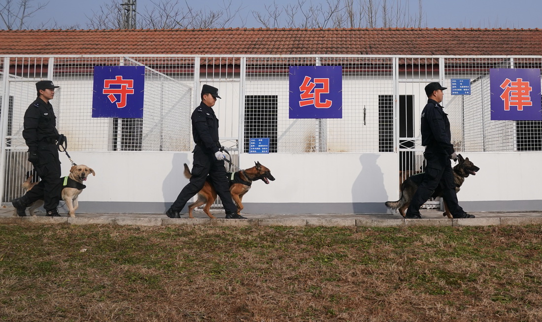 1月12日，武汉铁路公安处警犬工作队的训导员们带领警犬开展训练。