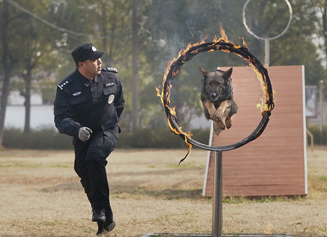 1月12日，训导员梁文龙对警犬“安娜”进行训练。