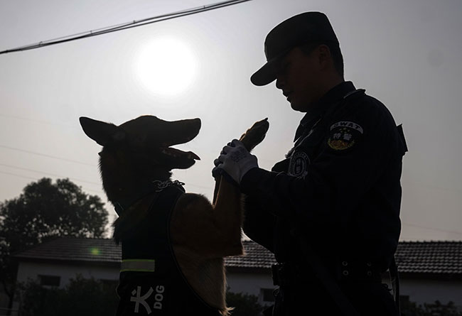 1月12日，训导员张翼和警犬“毛毛”在训练中。