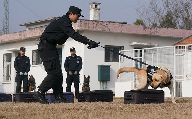 1月12日，训导员丁岩（前）对警犬“皮特”进行搜索训练 。