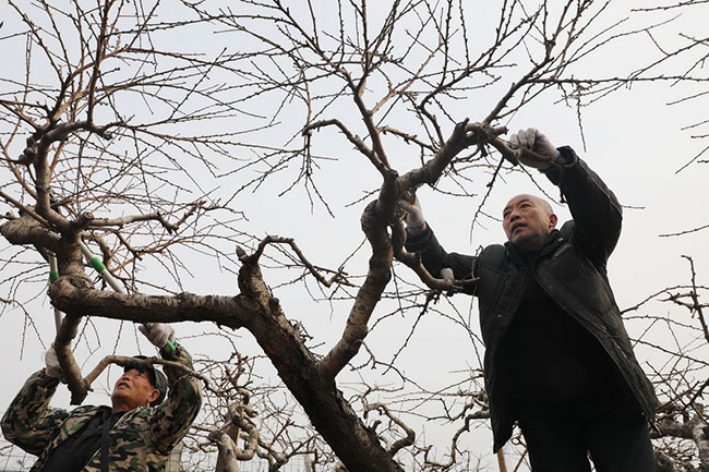 2月8日，河南省焦作市温县北冷乡许北张村农民在为果树剪枝。新华社发（徐宏星摄）
