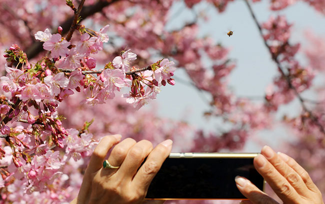 3月8日，一名游人在上海辰山植物园用手机拍摄盛开的樱花。新华社记者 方喆 摄