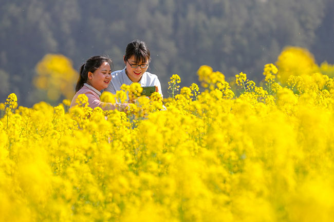 3月8日，游人在贵州省铜仁市玉屏侗族自治县朱家场镇混寨村油菜花田里拍照。新华社发（胡攀学摄）